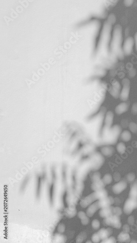 Light and shadow, showcasing the dappled sunlight filtered through palm fronds onto a textured, light-colored surface. Natural leaf shadows on white wall for background design for text. 