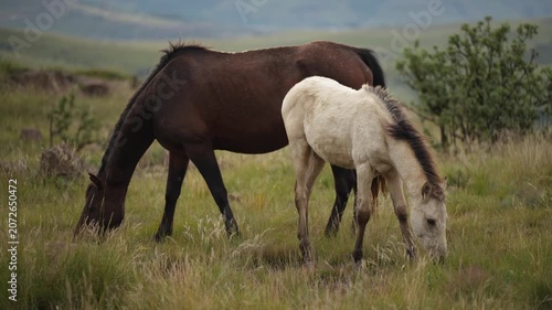 A cream foal stands in the foreground at right near a dark brown mare grazing with head lowered; both horses occupy the middle of a rocky, shrub-dotted meadow