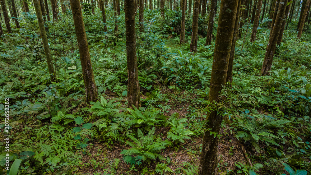 Fototapeta premium Aerial View of Scenic Tropical Forest with Rubber Trees, Pine Trees, Ferns and Wild Orchids