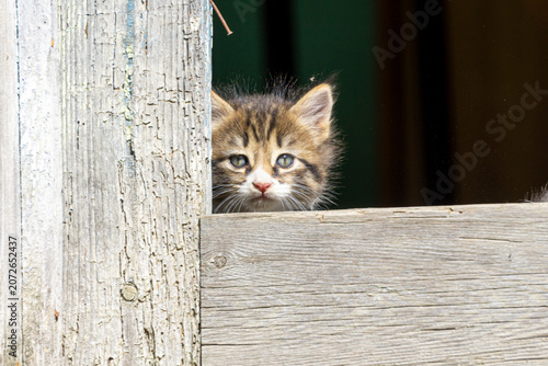 A portrait of a beige kitten with dark stripes, gray eyes, and long whiskers peers out from behind a wooden shelter. A dark, blurred background is visible in the background.