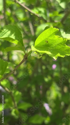 Vertical view of the crab spider, Thomisus okinawensis