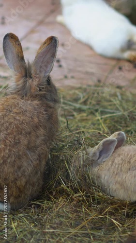 Group of cute rabbits eating dry grass in a zoo enclosure