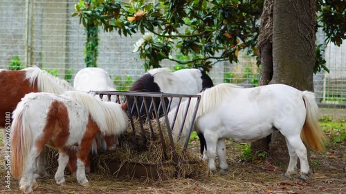Small ponies feeding together from a metal hay rack in a green pasture enclosure