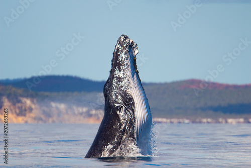 Photography Juvenile Humpback Whale Breaching in Hervey Bay