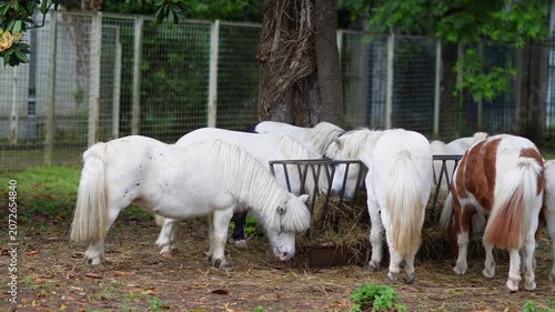 Small ponies feeding together from a metal hay rack in a green pasture enclosure