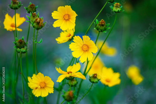 Yellow summer flowers on a blurred natural background.