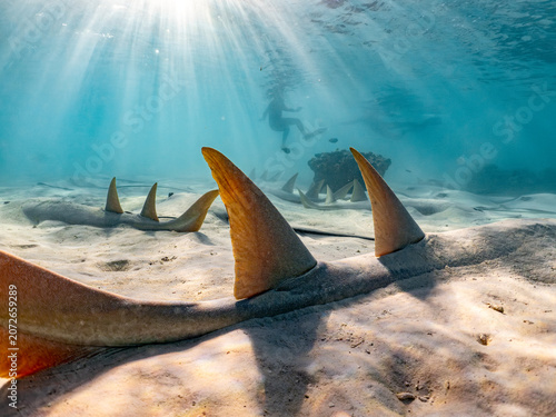 Картината върху платно Eastern shovelnose ray (Aptychotrema rostrata) resting with snorkelers