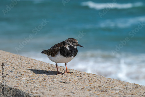 Ruddy turnstone, Arenaria interpres, standing on a concrete seawall with blurred sea background