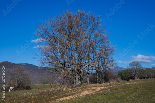 Pyrenean oak trees, Quercus pyrenaica, in winter in Sierra del Rincón, Montejo de la Sierra, Madrid, Spain, with pastureland and mountains under a clear blue sky