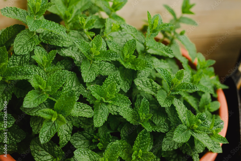 Fototapeta premium Vibrant green mint leaves growing in a terracotta pot