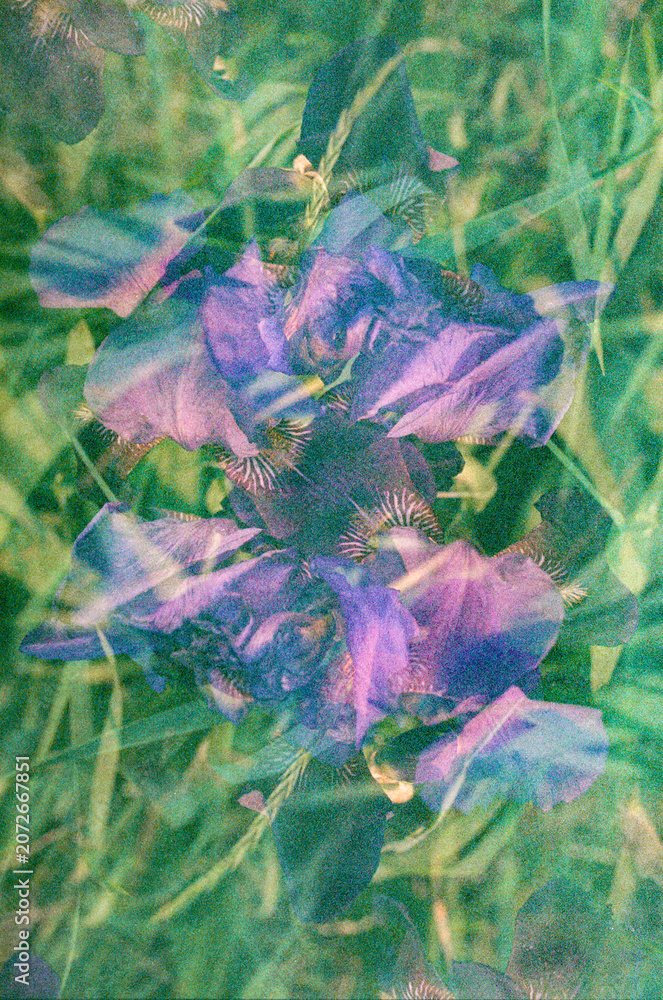 Obraz premium Dreamy double exposure of purple iris flowers