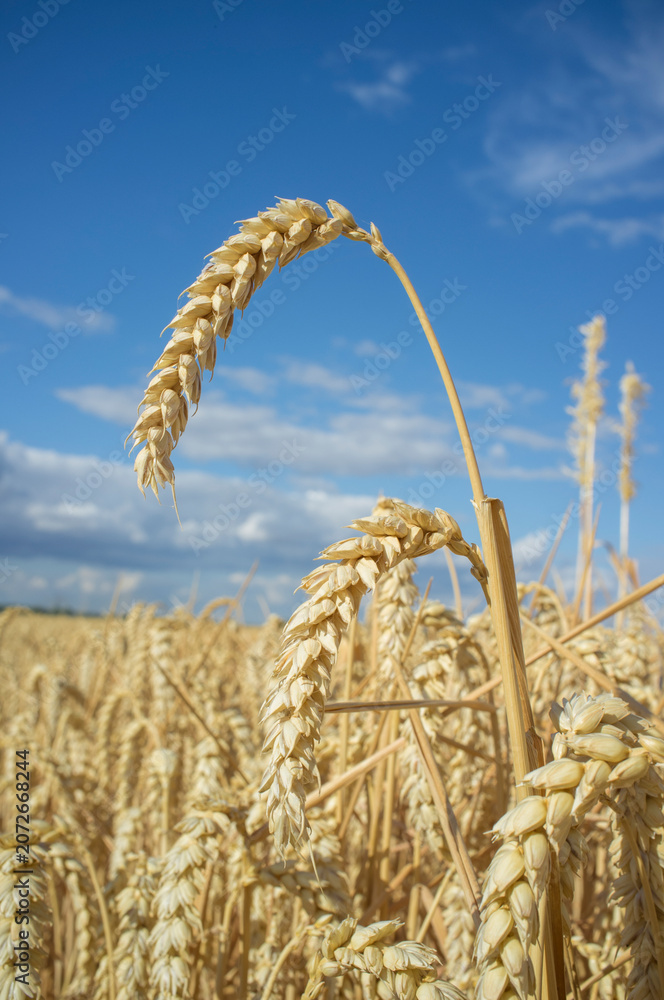 Obraz premium Nice wheat ears plenty of grains at cereal field over blue sky