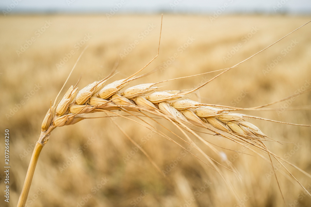 Obraz premium One grain ear over wheat grain field
