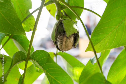 Slika na platnu Ripe fruits arise from nutshell on tree