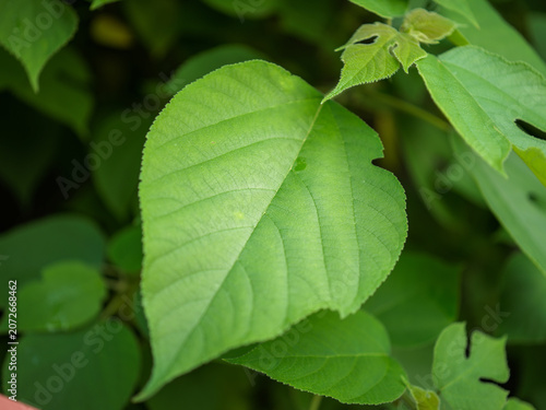 Schilderij op canvas Macro close up of fresh mulberry leaves in summer