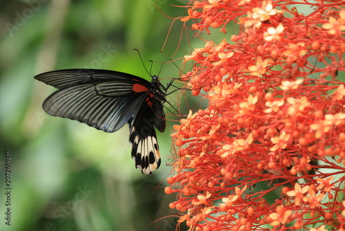 Great Mormon (Papilio agenor agenor) The female is sipping nectar from a Pagoda Flower.
Pang Sida National Park in Sa Kaeo Province, Thailand.