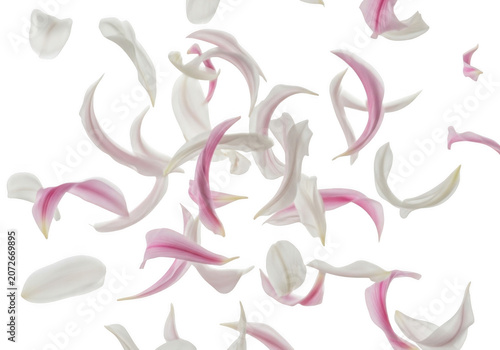 Delicate pink and white flower petals floating gracefully during soft studio lighting isolated on transparent background