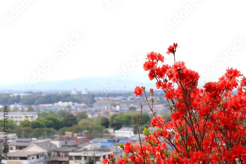 つつじの咲く丘