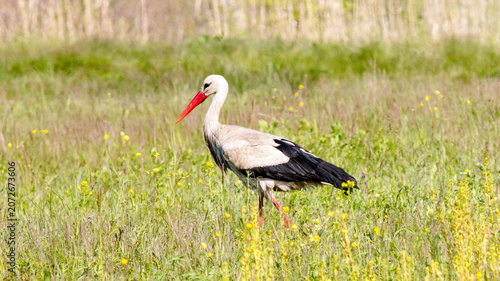 white stork ciconia