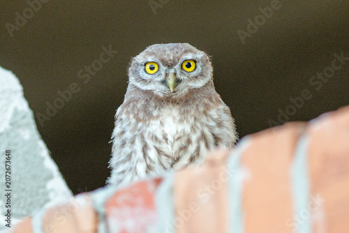 great horned owl