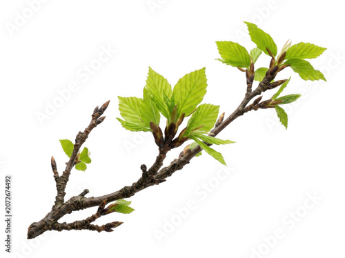 Fresh green leaves unfurling on a tree branch during spring season isolated on transparent background