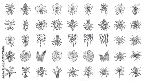 Bild auf Leinwand Rainforest Epiphyte Botanical Plants Flowers Sets Pack, Editable Vectors Strokes Illustrations