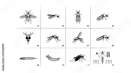 Fotografie Mosquitoes Illustrated in Black and White Showing Various Stages and Species Fea