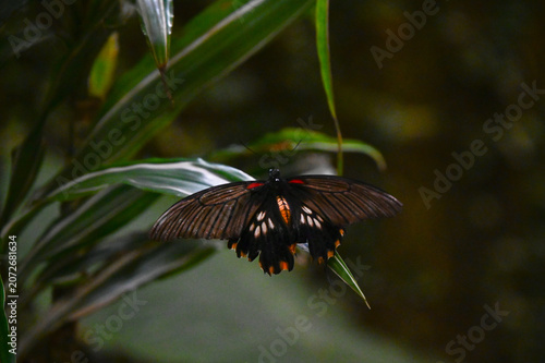 Femelle du papillon Grand Mormon, noir, blanc et rouge, papilio memnon
