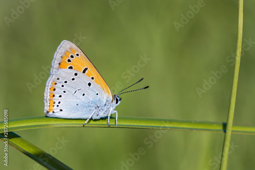 Foto Scarce Copper butterfly (Lycaena virgaureae) perched on a grass blade in a Latvian meadow, captured in natural light with soft green bokeh background and detailed wing patterns
