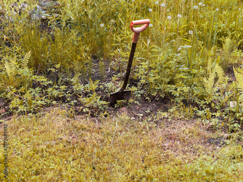 cultivating abandoned overgrown plot