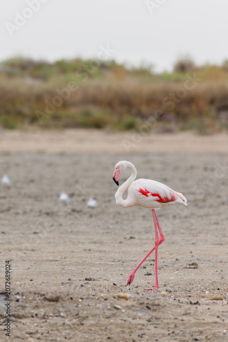 Greater flamingo (Phoenicopterus roseus) on the beach in the Camargue, France.