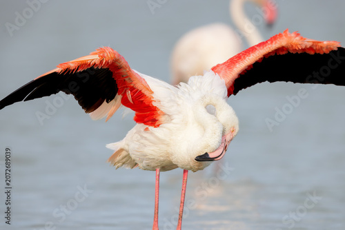 Greater flamingo (Phoenicopterus roseus) cleaning its feathers in the shallow water of a lagoon in the Camargue, France.