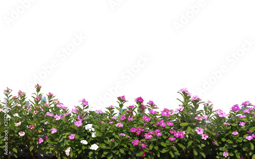 A bouquet of pink flowers against a white wall background.