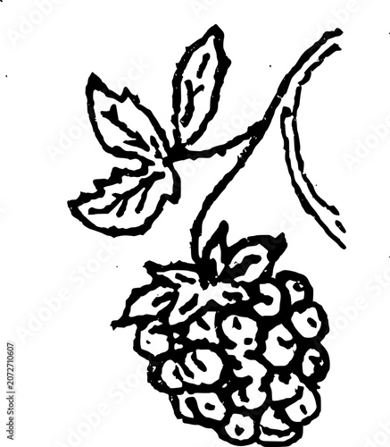 Hand Drawn Raspberries on Stem Vector Drawing