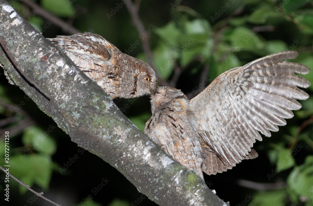 Fototapeta premium Eurasian scops owl couple kissing with open wing during courtship ritual