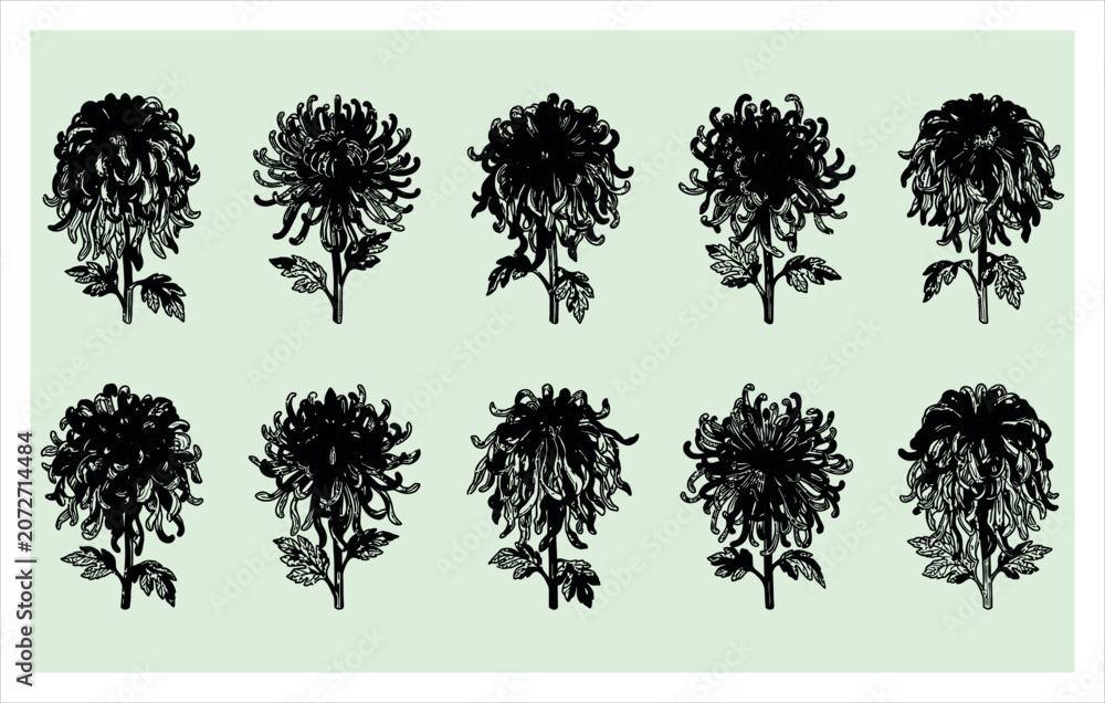 Fototapeta premium Minimalist Flower Silhouettes and Line Art Set