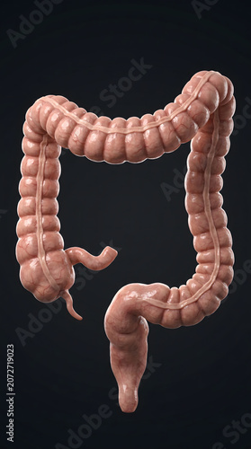 Anatomical illustration of the human large intestine showing the colon, cecum, rectum, and appendix isolated against a dark professional background.