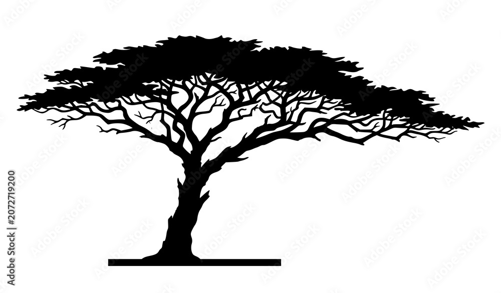Fototapeta premium Majestic African Umbrella Acacia Tree Silhouette Nature Vector Illustration