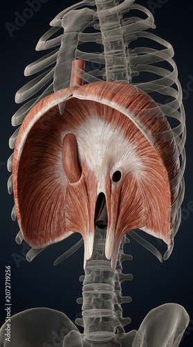 Human diaphragm muscle anatomy showing the thoracic cavity rib cage and spinal column in a detailed medical three-dimensional scientific professional anatomical illustration