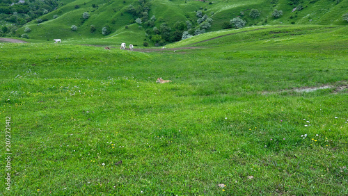 Cows Grazing in Flowering Highland Meadow with Green Hills