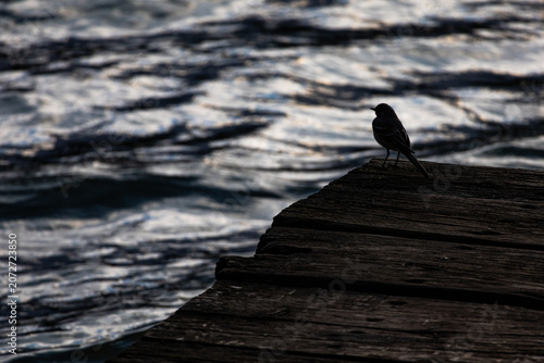 Quadro em tela A delicate bird perches on timeworn boards above restless lake waves forming a s