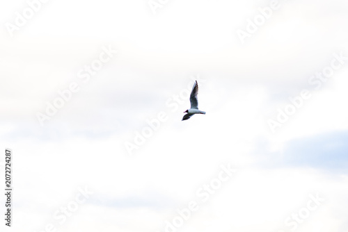 Fotografie A solitary gull crosses a pale washed sky suspended in bright daylight with soft clouds barely visible minimal shapes and negative space conveying lightness distance and quiet focus
