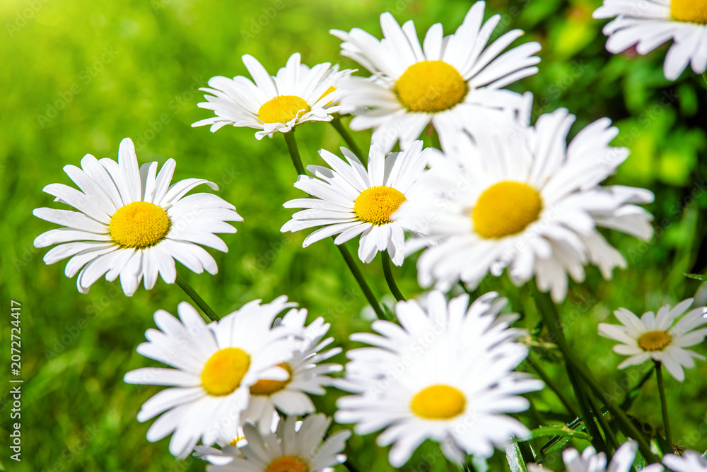 Fototapeta premium White daisies blooming on grass background 