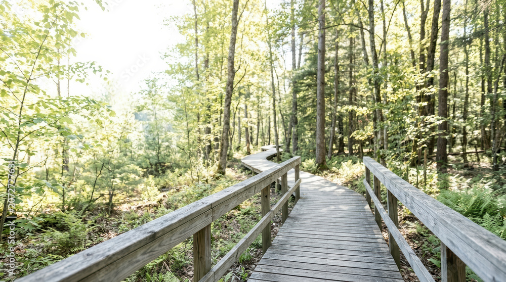 Fototapeta premium Scenic forest boardwalk for nature escape and eco-friendly exploration