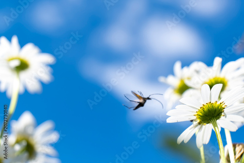 Tableau sur toile Oxeye Daisies Against Blue Summer Sky With Insect in Motion