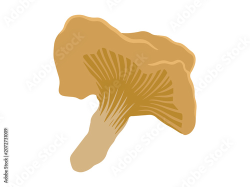 Cantharellus Cibarius Illustration