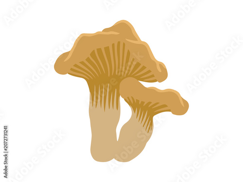Chanterelle Mushroom Illustration