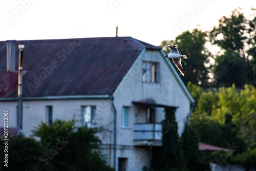 Konstfotografi A backlit gull glides beside a modest house near the water