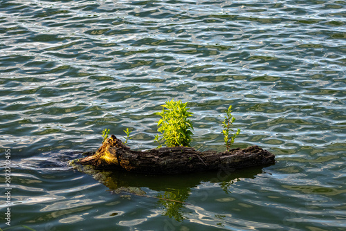 Obraz na plátně Old driftwood supports a tiny garden of shoots as it drifts across a rippled lake