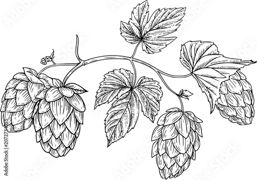 Vintage of hop cones and leaves on a vine